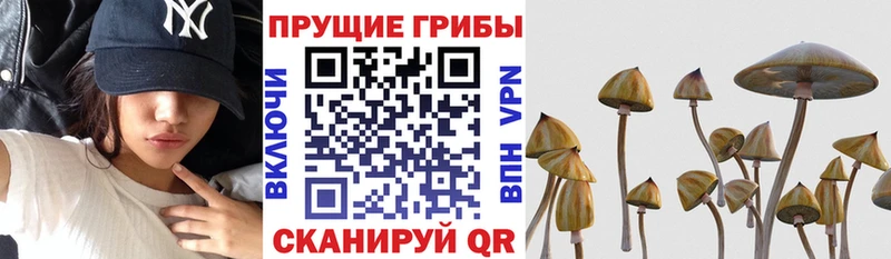 Псилоцибиновые грибы MAGIC MUSHROOMS Теберда